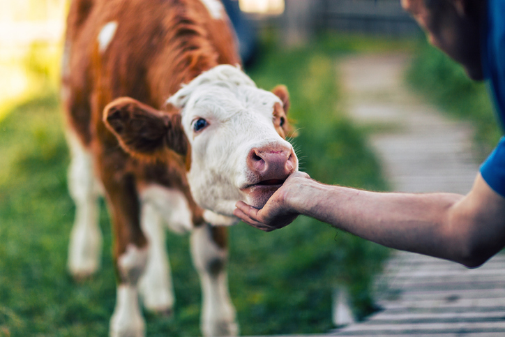 A man scratching neck a orange cow by hand