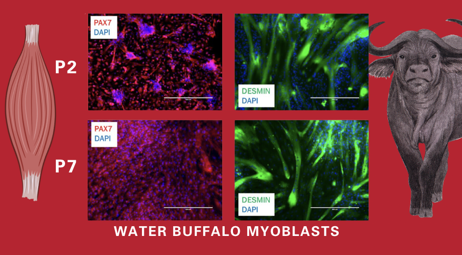 Quest water buffalo myoblasts