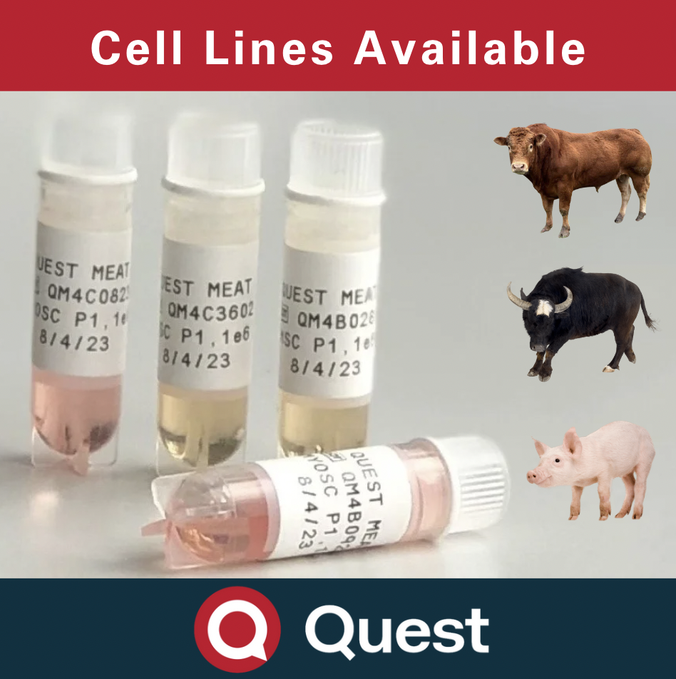 Quest cell lines